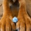 Стакан для кубиков Q Workshop DOGS Dice Set: Max (SDOG02) - фото 7